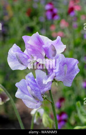 Flaked sweet pea hi-res stock photography and images - Alamy