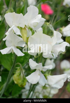 Lathyrus odoratus 'Tracey Ann' sweet pea ,  a white annual climber in a mid summer garden. UK Stock Photo