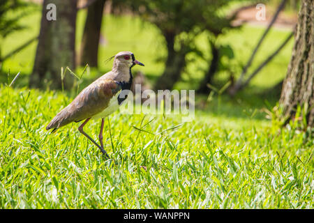 Southern Lapwing, Vanellus chilensis, Botanical Garden, Sao Paulo, Brazil Stock Photo