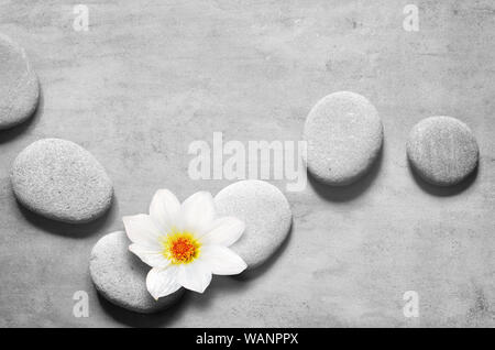 Flat lay composition with spa stones and white flower on grey background. Stock Photo