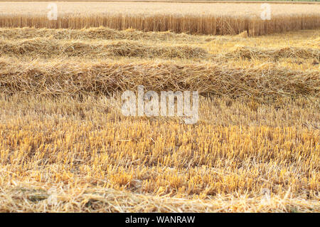 Partly harvested grain field with rows of straw Stock Photo
