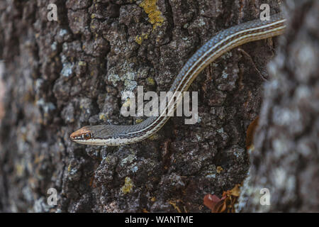 Snake, living on tree bark in the Sierra los Locos, Sonora, Mexico. (Photo: LuisGutierrez / NortePhoto.com)  Serpiente, vivora sobre corteza de arbol en la Sierra los Locos, Sonora, Mexico.   (Photo: LuisGutierrez / NortePhoto.com) Stock Photo