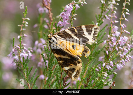 Jersey tiger moth (Euplagia quadripunctaria) nectaring on heather in Surrey, UK Stock Photo