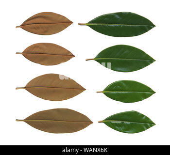 Collection of green plants. Elements for design. with green leaves isolated on white. Large collection of magnolia leaves isolated on white background Stock Photo