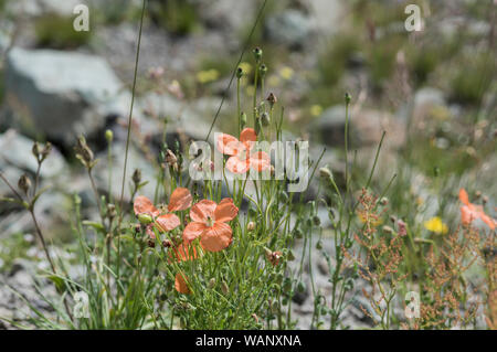 Flowers of the orange poppy with two scientific names Papaver fugax and Papaver caucasicum (preferred name) Stock Photo