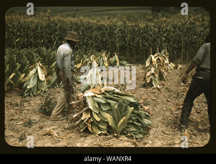 putting tobacco on a cut Cutting burley tobacco and putting it on sticks to wilt before taking it  into curing and drying barn. Russell Spear's farm, near Lexington,  Kentucky. 1940 Stock Photo