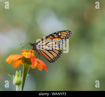 Monarch butterfly with closed wings feeding on an orange Mexican sunflower against a soft and hazy background in a flower garden in Minnesota, USA, du Stock Photo