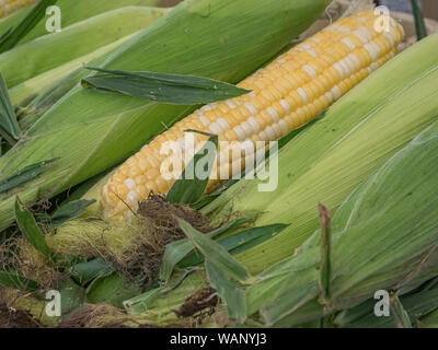 One husked ear of yellow and white sweet corn sitting between several green unhusked ears with silk Stock Photo