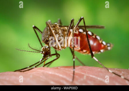 This photograph depicts a female Aedes aegypti mosquito as she was in the process of obtaining a 'blood meal', which normally is from an unsuspecting host. Note that as this mosquito was feeding, its meal was collecting in its distended abdomen, evidenced by the red coloration visible through the stretching, translucent exoskeletal abdominal exterior. As the primary vector responsible for the transmission of the Flavivirus Dengue, and Dengue hemorrhagic fever, the day-biting Aedes aegypti mosquito prefers to feed on its human hosts. Stock Photo