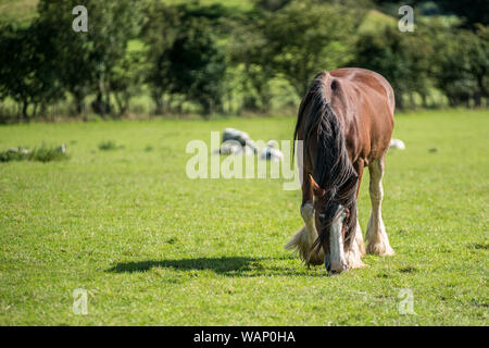 Shire horse in the Lake District Stock Photo