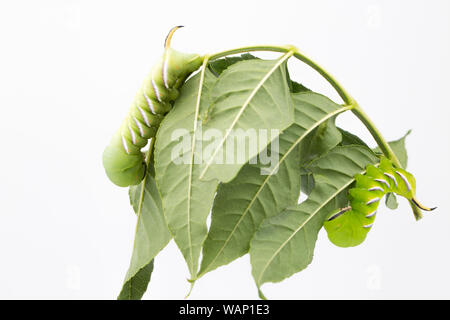 A studio picture of two Privet Hawk-moth caterpillars, Sphinx ligustri, on ash tree leaves found feeding at night on an ash tree, Fraxinus excelsior, Stock Photo