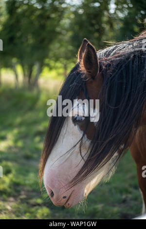 Shire horse in the Lake District Stock Photo