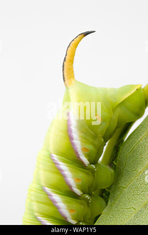 A close up of the posterior horn of a single Privet Hawk-moth caterpillar, Sphinx ligustri, photographed in a studio resting on ash leaves. This examp Stock Photo