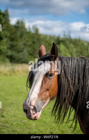 Shire horse in the Lake District Stock Photo