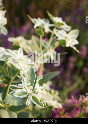 Euphorbia marginata in a garden Stock Photo