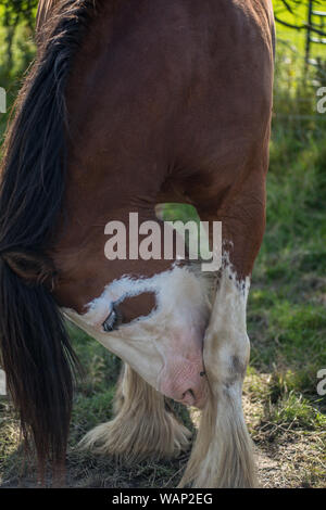 Shire horse in the Lake District Stock Photo