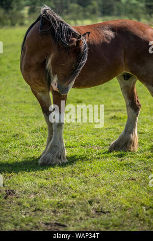 Shire horse in the Lake District Stock Photo