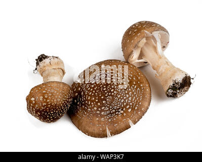 Fruiting bodies of the panther cap toadstool, Amanita pantherina, on a white background Stock Photo