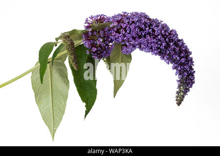 Purple flowers in the panicle of the invasive naturalised butterfy bush, Buddleja davidii, on a white background Stock Photo