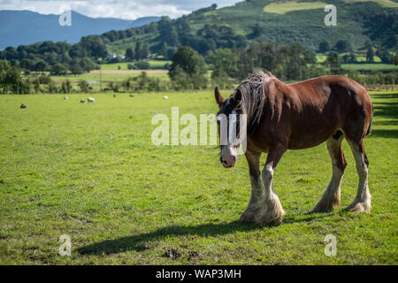 Shire horse in the Lake District Stock Photo