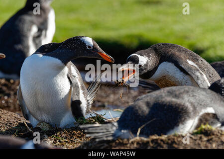 Zwei Eselspinguine (Pygoscelis papua), brütend, Falkland Inseln. Two gentoo penguins, breeding, Falkland Islands. Stock Photo