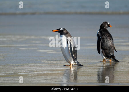 Zwei Eselspinguine (Pygoscelis papua) am Strand, Falkland Inseln. Two gentoo penguins oh the beach, Falkland Islands Stock Photo