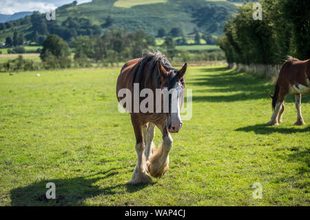 Shire horse in the Lake District Stock Photo