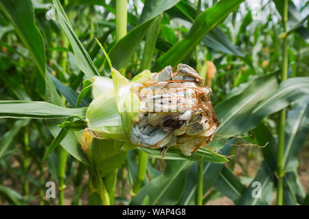 Corn smut is a plant disease caused by the pathogenic fungus Ustilago maydis that causes smut on maize and teosinte. The fungus is edible Stock Photo