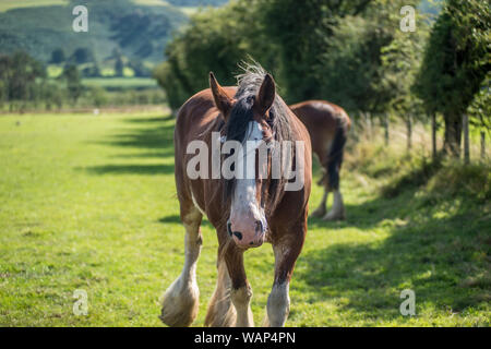 Shire horse in the Lake District Stock Photo