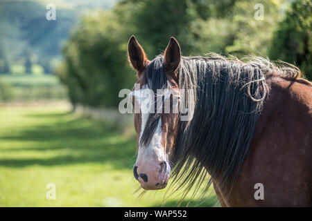 Shire horse in the Lake District Stock Photo