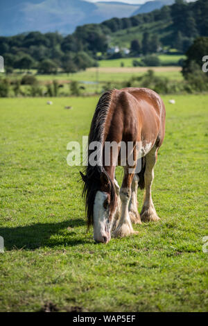 Shire horse in the Lake District Stock Photo