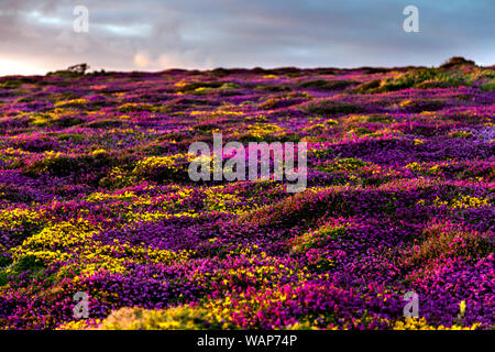 Mawgan Porth area and the coastline of Cornwall, blossoming flower and heather fields, UK Stock Photo