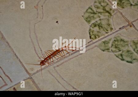 A red centipede on the white kitchen floor tiles in a mountain village house in the North of Montenegro Stock Photo