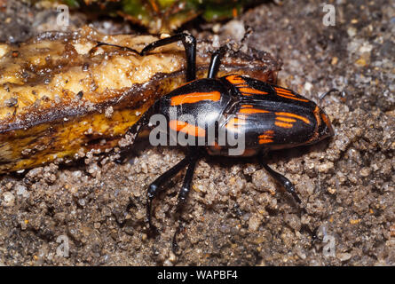 Bamboo beetle or Long Armed Snout Beetle, Malaysia. These weevils are edible and are usually consumed in fried form by various ethnic groups. Stock Photo