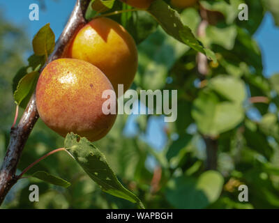 Natural fruits. Ripe apricots on the tree in the farm garden. Stock Photo