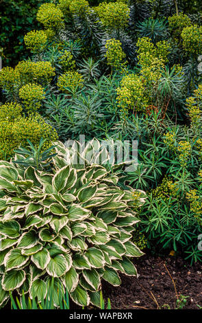 Garden border shrubs, ground cover, Hosta crispula, Euphorbia sp. Stock Photo