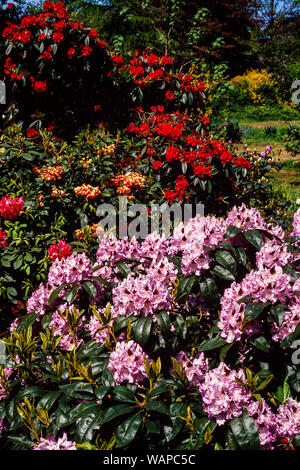 Garden Rhododendron flowers, pink, red Stock Photo