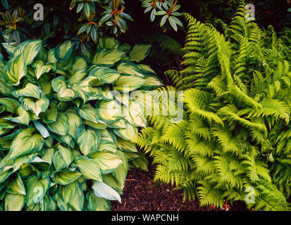 Hosta fortunei 'Aurea marginata' fern Dryopteris sp. both shade loving garden plants. Stock Photo