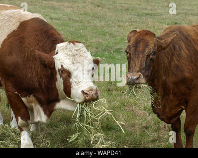 Beef cattle, hereford bull and brown cow eating hay Stock Photo