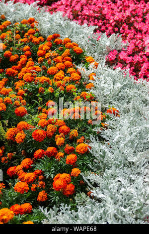 Tagetes marigolds, Wax begonia, Dusty Miller Artemisia stelleriana 'Silver Brocade', contrast plants in flower bed, bedding plants Stock Photo