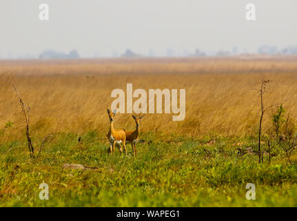 Male and female of Oribi, Ourebia ourebi, in Busanga Plains. Kafue National Park. Zambia Stock Photo