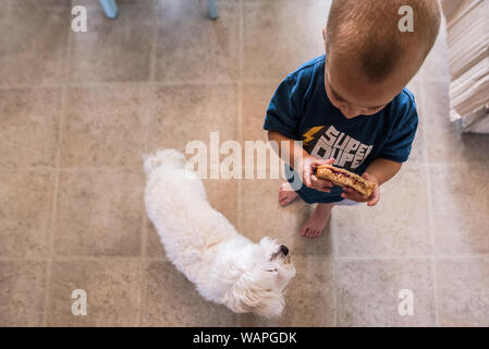 toddler boy holding sandwich in kitchen while small dog looks at him Stock Photo