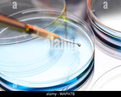Pipetting a sample into petri dish for Biomedical research. Property Released 2/13. Stock Photo