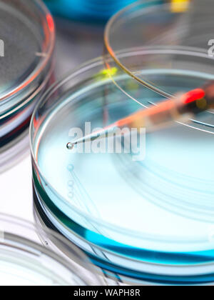 Pipetting a sample into petri dish for biotechnology research project. Property Released 1/13. Stock Photo