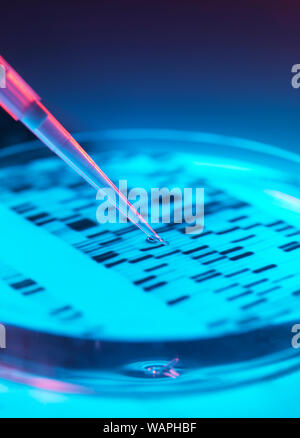 DNA Research, Pipetting into a petri dish with a DNA autoradiogram Stock Photo