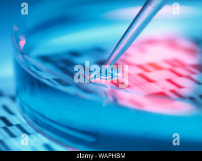 Genetic research, pipetting sample into petri dish with DNA results. Stock Photo