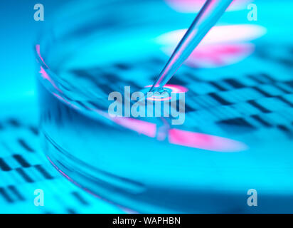 Genetic Research, Pipetting DNA sample into a petri dish in the lab. Stock Photo