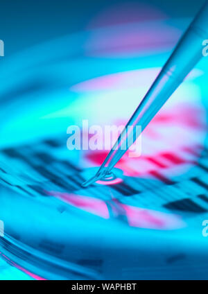 Genetic Research, Pipetting DNA sample into peri dish in the lab. Stock Photo