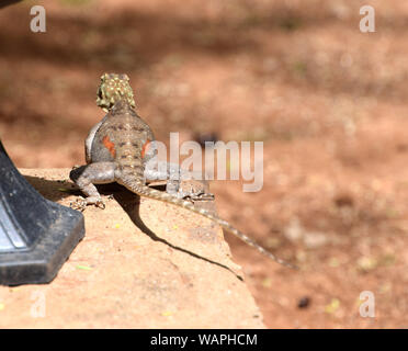 Female Agama lizard, brown african lizard from back Stock Photo