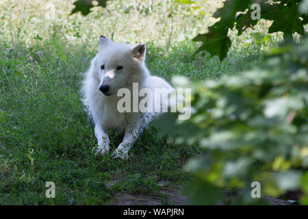 White Artic Wolf Canis lupus arctos Lying in Grass Stock Photo